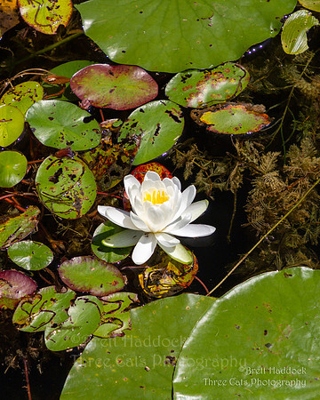 IMG_4274 8x10 WM LR