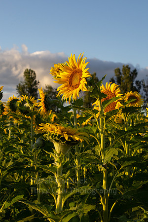 IMG_4494 4x6
